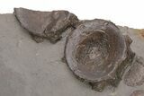 Fossil Ichthyosaur (Eurhinosaurus) Bone Plate - Germany #206129-3